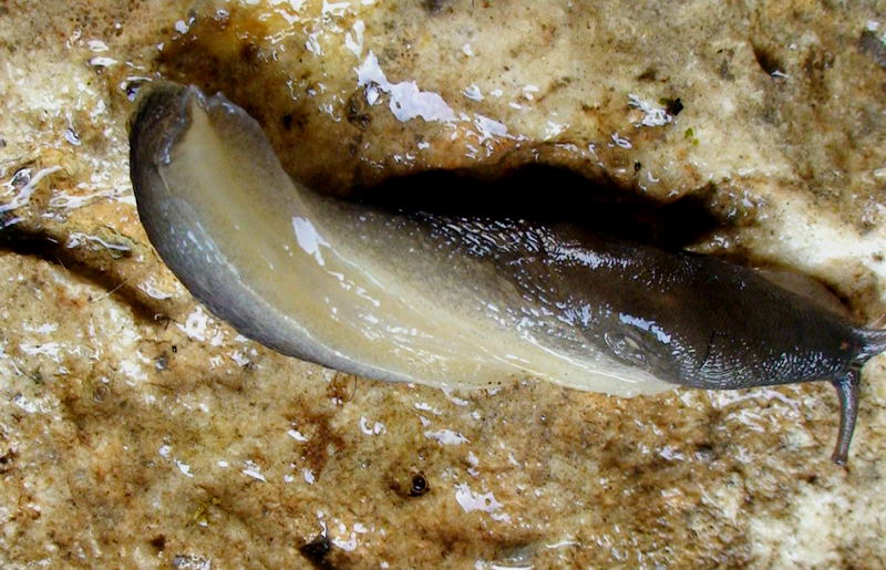 Limax grigio + Limax aldrovandi Moquin-Tandon 1855 degli Apuane